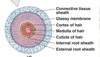 Cross-section of hair showing layers