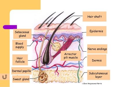 Labeled diagram of skin and its derivatives