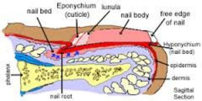 Sagittal section of nail showing labeled parts