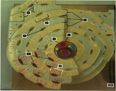 Model of osteon structure