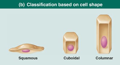 Classification of epithelia by cell shape