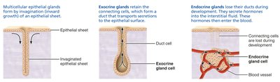 Formation of multicellular exocrine and endocrine glands