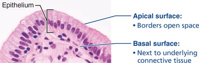 Epithelial tissue showing apical and basal surfaces