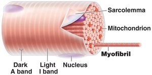 Myofibril structure showing sarcomeres and banding pattern