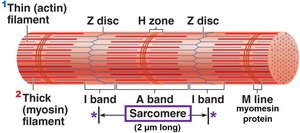 Sarcomere structure with Z discs, A bands, I bands, H zone, and M line