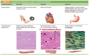 Comparison of skeletal, cardiac, and smooth muscle