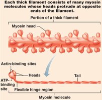 Myosin molecule structure