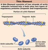Thin filament structure with actin, tropomyosin, and troponin