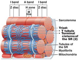 Triad structure: T tubule and terminal cisternae