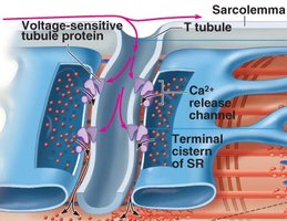 Triad relationships: voltage sensors and Ca2+ release channels