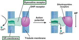 Dihydropyridine and ryanodine receptors in E-C coupling
