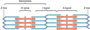 Sliding filament model: relaxed and contracted sarcomere