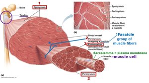 Structure of skeletal muscle showing fascicles and connective tissue sheaths
