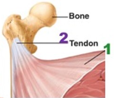 Muscle attachment to bone via tendon