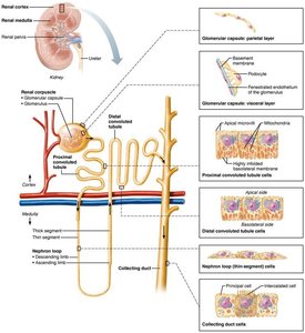Diagram of nephron structure and cell types
