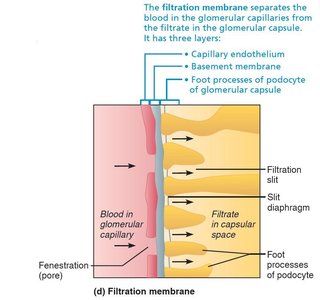 Filtration membrane structure