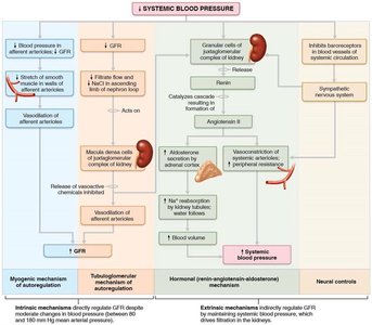 Flowchart of GFR regulation mechanisms