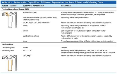 Table of reabsorptive capabilities in renal tubules