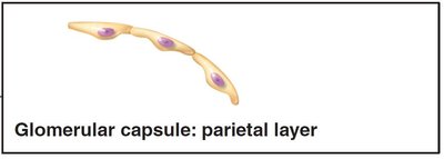 Glomerular capsule: parietal layer