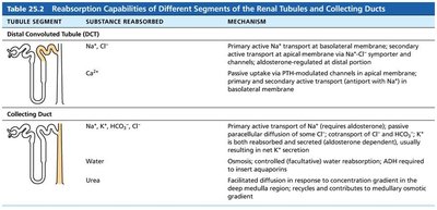 Table of reabsorptive capabilities in DCT and collecting duct