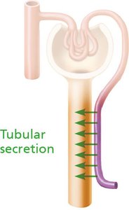 Diagram of tubular secretion
