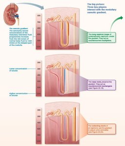 Key players in the medullary osmotic gradient
