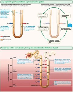Countercurrent multiplier and exchanger in nephron loop and vasa recta