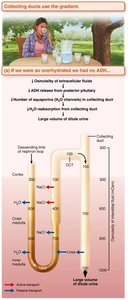 Collecting ducts use the gradient to form dilute or concentrated urine