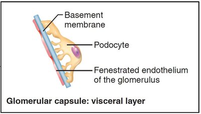 Glomerular capsule: visceral layer with podocytes and basement membrane