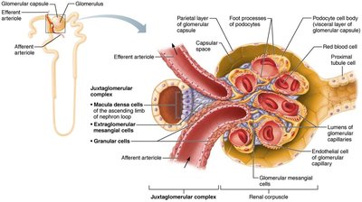 Juxtaglomerular complex structure