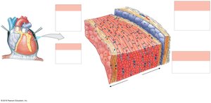 Diagrammatic section through the heart wall