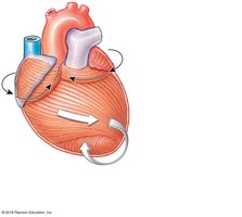 Musculature patterns of the heart wall