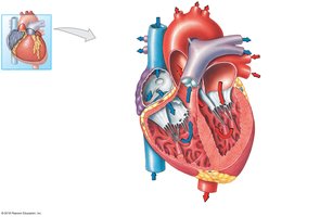 Sectional anatomy of the heart showing chambers and valves