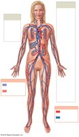 Overview of the cardiovascular system, showing systemic and pulmonary circuits