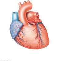 Coronary vessels supplying and draining the anterior surface of the heart