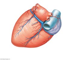 Coronary vessels supplying and draining the posterior surface of the heart
