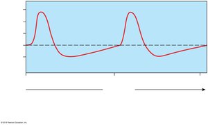 Membrane potential changes in a pacemaker cell