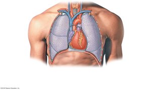 Anterior view of the chest showing the position of the heart and major blood vessels