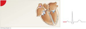 SA node activity and ECG tracing