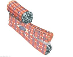 Structure of cardiac contractile cells and intercalated discs