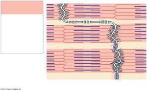 Structure of an intercalated disc