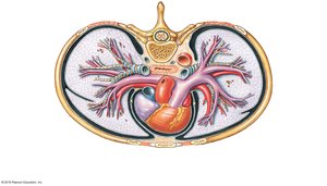 Superior view of the mediastinum showing the heart's location