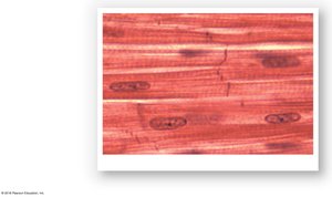 Cardiac muscle tissue under microscope