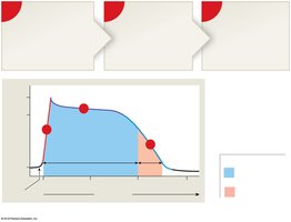 Events in an action potential in a ventricular contractile cell