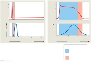 Comparison of action potentials in skeletal and cardiac muscle