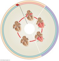 Phases of the cardiac cycle