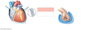 Relationship between the heart and the pericardial cavity