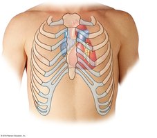Heart position relative to the rib cage