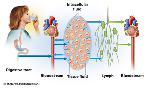 Diagram of fluid compartments and movement between digestive tract, bloodstream, tissue fluid, lymph, and intracellular fluid