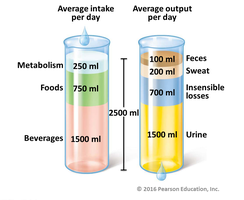 Diagram showing sources of fluid gain and loss in the body